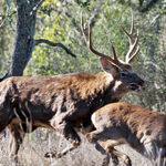 Sikahirsch Angebote zu sehen ist ein Sikahirsch - das Bild ist der Titel für alle Reiseländer zur Sikahirschjagd