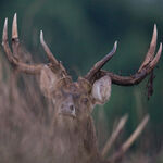 Rusahirsch Angebote zu sehen ist ein Rusahirsch - das Bild ist der Titel für alle Reiseländer zur Rusahirschjagd