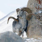 Argali zu sehen ist ein Argali - das Bild ist der Titel für alle Reiseländer zur Argalijagd