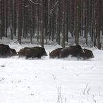 Drückjagd Angebote zu sehen ist eine Rotte Schwarzwild im Schnee - das Bild ist der Titel für alle Reiseländer zur unseren Drückjagden