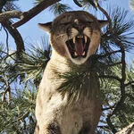 zu sehen ist ein Puma - das Bild ist der Titel für alle Reiseländer zur Pumajagd
