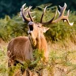 Rothirsch zu sehen ist ein Rothirsch - das Bild ist der Titel für alle Reiseländer zur Rothirschjagd