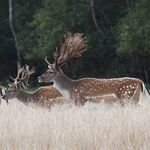 Damhirsch zu sehen ist ein Damhirsch - das Bild ist der Titel für alle Reiseländer zur Damhirschjagd