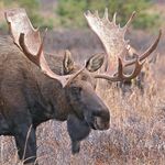 Elch Angebote zu sehen ist ein Elch - das Bild ist der Titel für alle Reiseländer zur Elchjagd