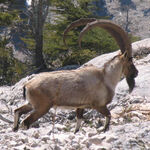 Bezoar Angebote zu sehen ist ein Bezoar - das Bild ist der Titel für alle Reiseländer zur Bezoarjagd