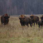 Wisent Angebote zu sehen ist ein Wisent - das Bild ist der Titel für alle Reiseländer zur Wisentjagd