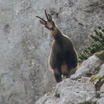 Gamsbock zu sehen ist eine Gams - das Bild ist der Titel für alle Reiseländer zur Gamsjagd