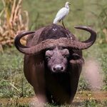 Afrika Angebote zu sehen ist ein Büffel - das Bild ist der Titel für alle Reiseländer zur Afrikajagd