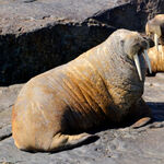 Walross Angebote zu sehen ist ein Walross - das Bild ist der Titel für alle Reiseländer zur Walrossjagd