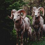 Wildschafe zu sehen sind Wildschafe - das Bild ist der Titel für alle Reiseländer zur Wildschaf-Jagd