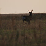 Sibirischer Rehbock zu sehen ist ein Sibirischer Rehbock - das Bild ist der Titel für alle Reiseländer zur Sibirischen Rehbock-jagd