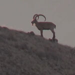 Steinbock zu sehen ist ein Steinbock - das Bild ist der Titel für alle Reiseländer zur Steinbockjagd