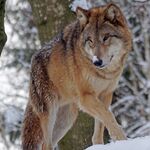 Wolf Angebote zu sehen ist ein Wolf - das Bild ist der Titel für alle Reiseländer zur Wolfsjagd