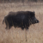 Schwarzwild zu sehen ist ein Keiler - das Bild ist der Titel für alle Reiseländer zur Schwarzwildjagd