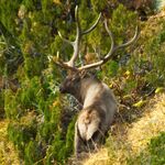 Maral zu sehen ist ein Maral - das Bild ist der Titel für alle Reiseländer zur Maraljagd