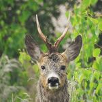 Rehbock-Liste zu sehen ist ein Rehbock - das Bild ist der Titel für alle Reiseländer zur Rehbockjagd