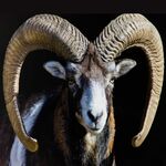 Muffelwidder zu sehen ist ein Muffelwidder - das Bild ist der Titel für alle Reiseländer zur Muffelwidderjagd