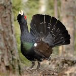 Auerhahn Angebote zu sehen ist ein Auerhahn - das Bild ist der Titel für alle Reiseländer zurAuerhahnjagd