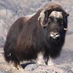 Moschusoche Angebote zu sehen ist ein Mochusochse - das Bild ist der Titel für alle Reiseländer zur Mochusochsenjagd